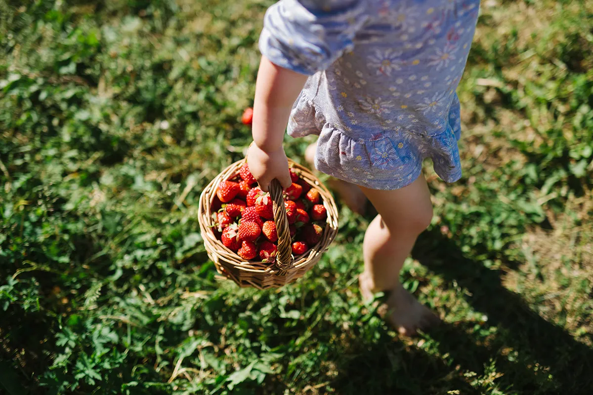 applepicking blipin fruit bowl